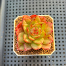 Echeveria Hybrid sp. 1"-2" Hand-Selected Clone (From Brotherly Farm) Succulent Plant Cutting