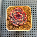 Echeveria Hybrid sp. 1"-2" Hand-Selected Clone (From Brotherly Farm) Succulent Plant Cutting