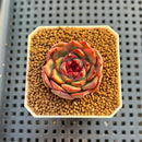 Echeveria Hybrid sp. 1"-2" Hand-Selected Clone (From Brotherly Farm) Succulent Plant Cutting