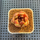 Echeveria Hybrid sp. 1"-2" Hand-Selected Clone (From Brotherly Farm) Succulent Plant Cutting