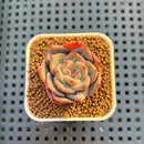 Echeveria Hybrid sp. 1"-2" Hand-Selected Clone (From Brotherly Farm) Succulent Plant Cutting