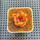 Echeveria Hybrid sp. 1"-2" Hand-Selected Clone (From Brotherly Farm) Succulent Plant Cutting