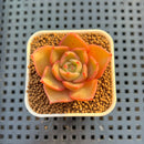 Echeveria Hybrid sp. 1"-2" Hand-Selected Clone (From Brotherly Farm) Succulent Plant Cutting