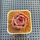Echeveria Hybrid sp. 1"-2" Hand-Selected Clone (From Brotherly Farm) Succulent Plant Cutting