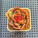 Echeveria Hybrid sp. 1"-2" Hand-Selected Clone (From Brotherly Farm) Succulent Plant Cutting