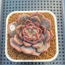 Echeveria 'Blossoming' 2"-3" Succulent Plant Cutting