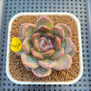 Echeveria 'Blossoming' 2"-3" Succulent Plant Cutting