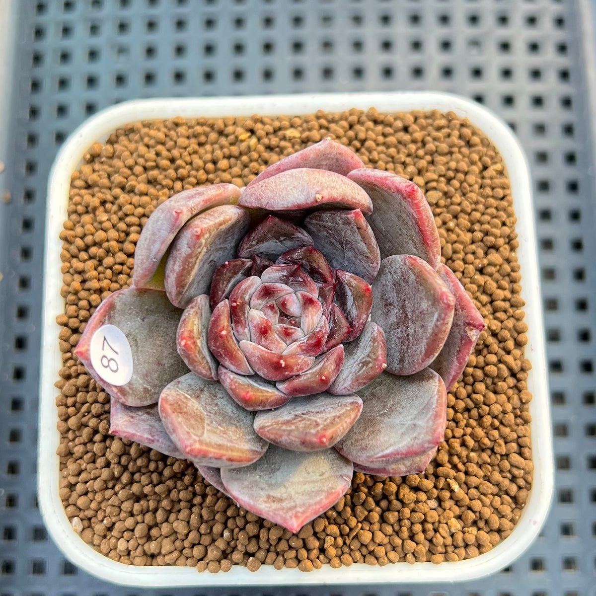 Echeveria 'Blossoming' 2"-3" Succulent Plant Cutting