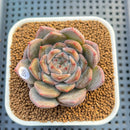 Echeveria 'Blossoming' 2"-3" Succulent Plant Cutting