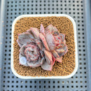 Echeveria 'Blossoming' 2"-3" Succulent Plant Cutting