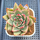 Echeveria Agavoides 'Maria' Variegated 4" Succulent Plant Cutting