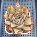 Echeveria Agavoides 'Maria' Variegated 4" Succulent Plant Cutting