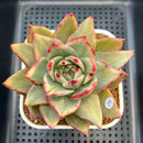 Echeveria Agavoides 'Maria' Variegated 4" Succulent Plant Cutting