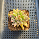 Echeveria Agavoides 'Elkhorn' Variegated Crested 2" Succulent Plant Cutting