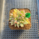 Echeveria Agavoides 'Elkhorn' Variegated Crested 2" Succulent Plant Cutting