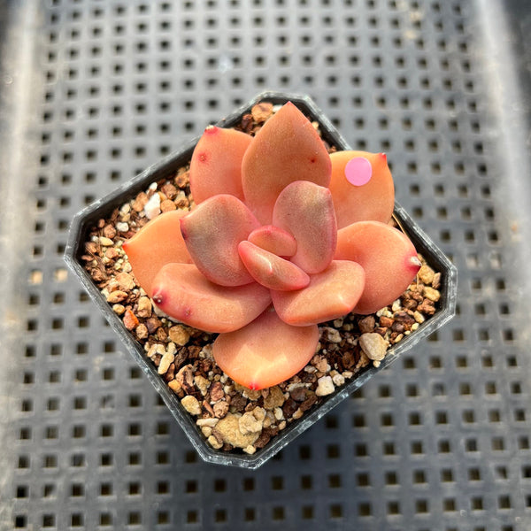 succulents with lips Echeveria 'Red Lips' (Xichuensis Hybrid) 2" Succulent Plant – True  Succulents Plant Co