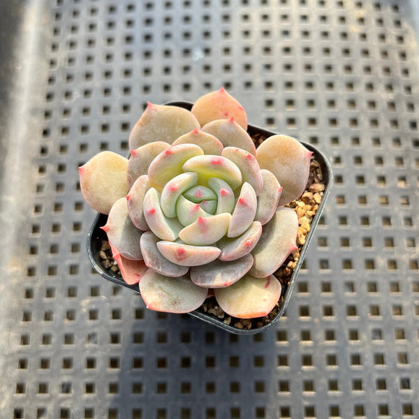 Echeveria sp. 1