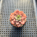Echeveria sp. 2" Succulent Plant