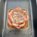 Echeveria 'Ariel' 2"-3" Succulent Plant Cutting