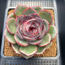 Echeveria 'Melodious' Round-Leaf 4" Succulent Plant Cutting