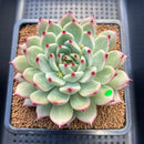 Echeveria 'Ballad' 3"-4" Large Succulent Plant Cutting