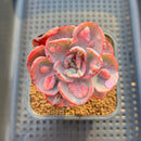 Echeveria 'Beyonce' Variegated 2"-3" Succulent Plant Cutting