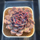 Echeveria Hybrid sp. 3"-4" Large Hand-Selected Clone (From Flower Village) Succulent Plant Cutting