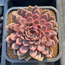 Echeveria Hybrid sp. 5"-6" Large Hand-Selected Clone (From Flower Village) Succulent Plant Cutting