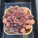 Echeveria Hybrid sp. 3"-4" Large Hand-Selected Clone (From Flower Village) Succulent Plant Cutting