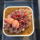 Echeveria Hybrid sp. 3"-4" Large Hand-Selected Clone (From Flower Village) Succulent Plant Cutting