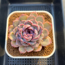 Echeveria Hybrid sp. 3"-4" Large Hand-Selected Clone (From Flower Village) Succulent Plant Cutting