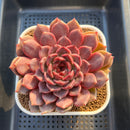 Echeveria Hybrid sp. 3"-4" Large Hand-Selected Clone (From Flower Village) Succulent Plant Cutting