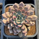 Echeveria Hybrid sp. 5"-6" Large Hand-Selected Clone (From Flower Village) Succulent Plant Cutting