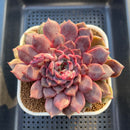 Echeveria Hybrid sp. 3"-4" Large Hand-Selected Clone (From Flower Village) Succulent Plant Cutting
