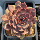 Echeveria Hybrid sp. 5"-6" Large Hand-Selected Clone (From Flower Village) Succulent Plant Cutting