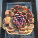 Echeveria Hybrid sp. 3"-4" Large Hand-Selected Clone (From Flower Village) Succulent Plant Cutting