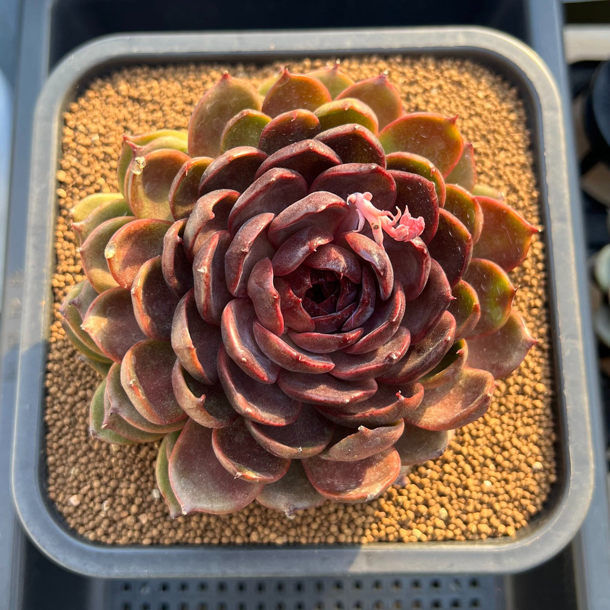 Echeveria Hybrid sp. 5"-6" Large Hand-Selected Clone (From Flower Village) Succulent Plant Cutting