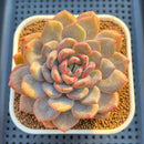 Echeveria Hybrid sp. 3"-4" Large Hand-Selected Clone (From Flower Village) Succulent Plant Cutting