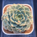 Echeveria Hybrid sp. 3"-4" Large Hand-Selected Clone (From Flower Village) Succulent Plant Cutting