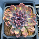 Echeveria Hybrid sp. 5"-6" Large Hand-Selected Clone (From Flower Village) Succulent Plant Cutting