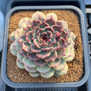 Echeveria Hybrid sp. 5"-6" Large Hand-Selected Clone (From Flower Village) Succulent Plant Cutting