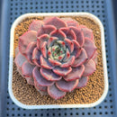 Echeveria Hybrid sp. 3"-4" Large Hand-Selected Clone (From Flower Village) Succulent Plant Cutting