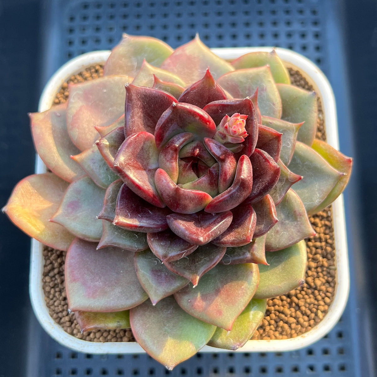 Echeveria Hybrid sp. 3"-4" Large Hand-Selected Clone (From Flower Village) Succulent Plant Cutting