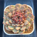 Echeveria Hybrid sp. 3"-4" Large Hand-Selected Clone (From Flower Village) Succulent Plant Cutting