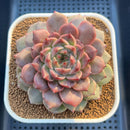 Echeveria Hybrid sp. 3"-4" Large Hand-Selected Clone (From Flower Village) Succulent Plant Cutting