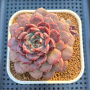 Echeveria Hybrid sp. 3"-4" Large Hand-Selected Clone (From Flower Village) Succulent Plant Cutting