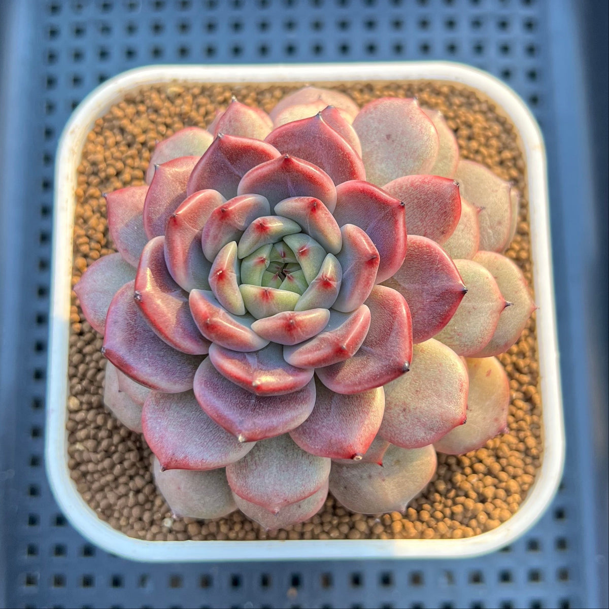 Echeveria Hybrid sp. 3"-4" Large Hand-Selected Clone (From Flower Village) Succulent Plant Cutting