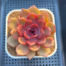 Echeveria Hybrid sp. 3"-4" Large Hand-Selected Clone (From Flower Village) Succulent Plant Cutting