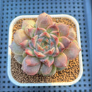 Echeveria Hybrid sp. 3" Hand-Selected Clone (From Flower Village) Succulent Plant Cutting