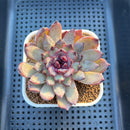 Echeveria Hybrid sp. 3" Hand-Selected Clone (From Flower Village) Succulent Plant Cutting